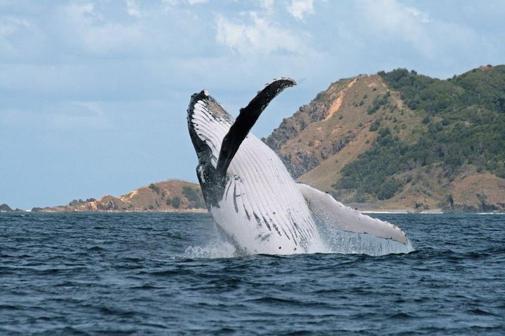 Byron Bay Whale Watching Cruise - Accommodation NSW